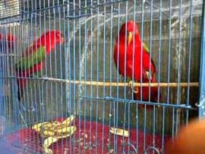 Cara menghilangkan tungau di burung anak secara alami