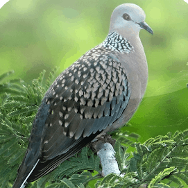 35++ Burung perkutut jawa terbaru