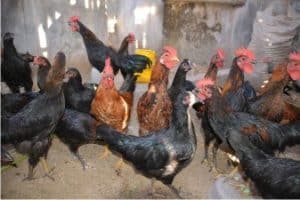 10 Cara Beternak Ayam Joper Bagi Pemula - ArenaHewan.com