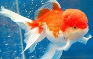 10 Cara Mengatasi Ikan Koki Terbalik - ArenaHewan.com