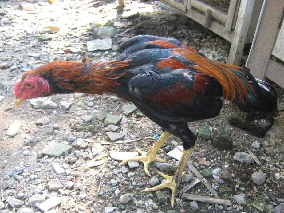 6 Cara Mengatasi Kaki Lemas Pada Ayam Bangkok ArenaHewancom