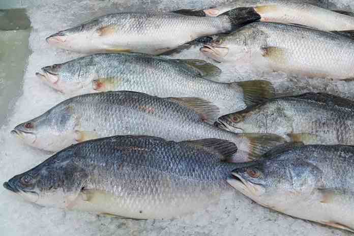 Ikan Kakap Hidup Di Air Homecare