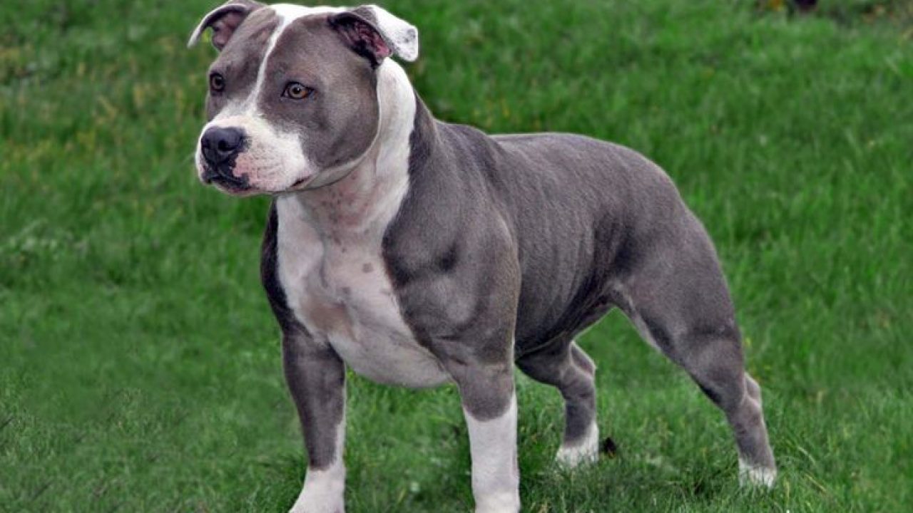 28+ Daftar Gambar Anjing Pitbull Terlengkap | Hobisket