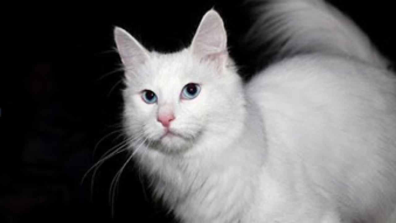 17 Manfaat Vaksin Kucing untuk Kesehatannya - ArenaHewan.com