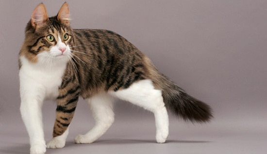 12 Ciri Ciri Kucing  Anggora Asli Yang Wajib Kamu Ketahui 