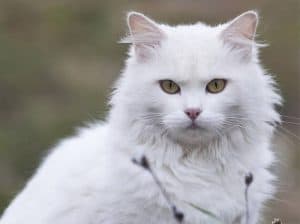 12 Ciri-Ciri Kucing Anggora Asli Yang Wajib Kamu Ketahui 