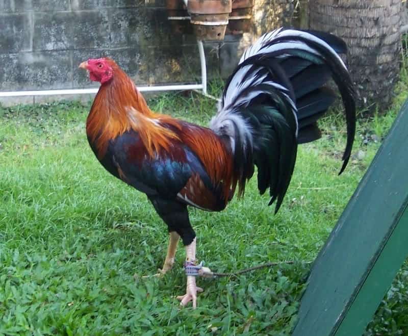 13 Ciri Ciri Ayam Peru Yang Asli Dan Berkualitas Arenahewan Com