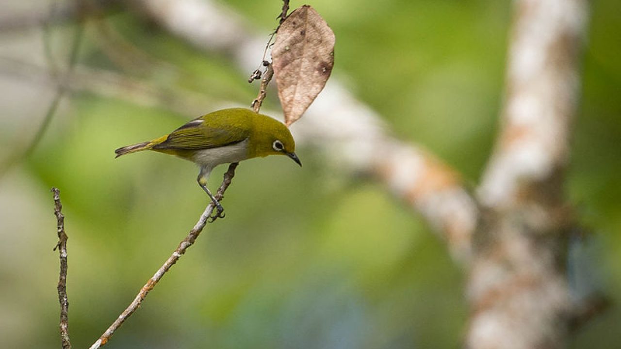 24++ Gambar burung opior jawa jantan dan betina terbaru