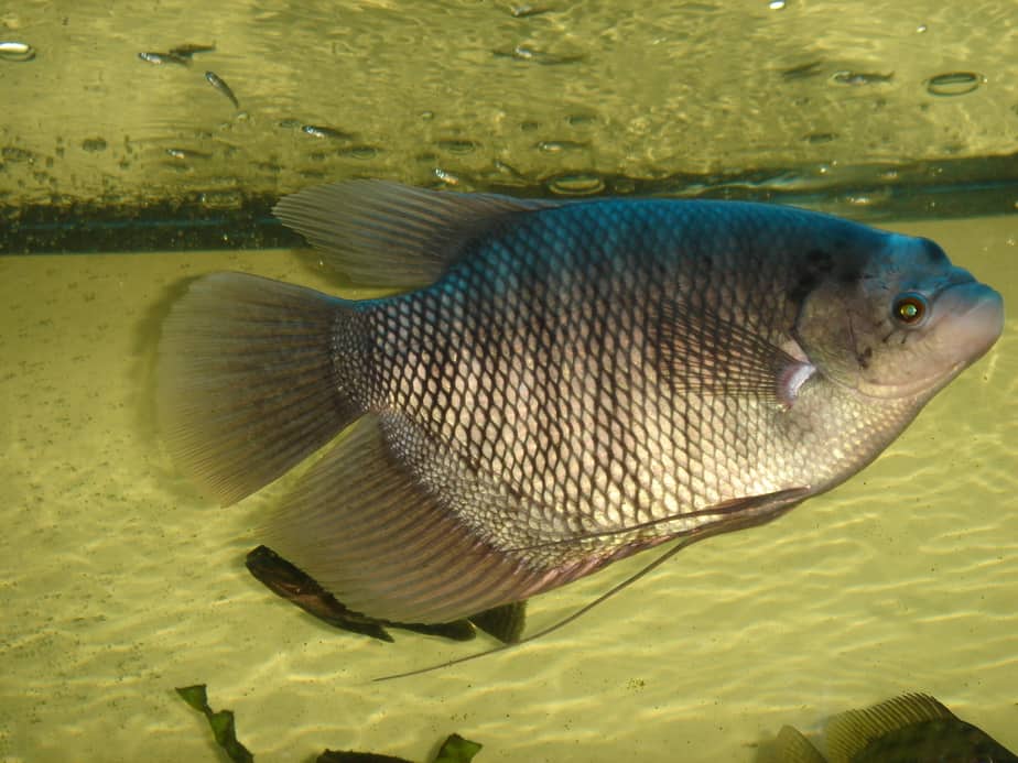 15 Cara Memelihara Ikan Gurame Dirumah - ArenaHewan.com