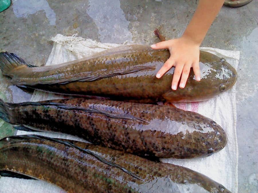 13 Cara Budidaya Ikan  Gabus Dengan Kolam Terpal 