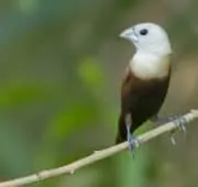 Index Of Wp Content Uploads 2017 10