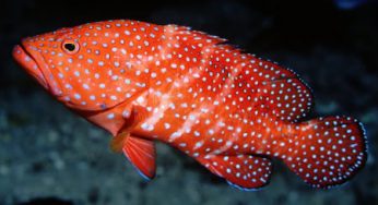 Index Of Wp Content Uploads 2017 10