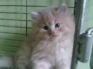 15 Cara Merawat Anak Kucing Anggora Umur 1-3 Bulan - ArenaHewan.com