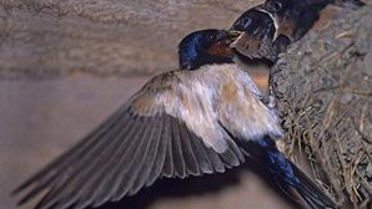 Arti Burung Sriti Bersarang Di Rumah Jejak Belajar