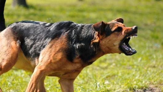 10 Cara Menjinakkan Anjing Galak Bagi Pemula - ArenaHewan.com