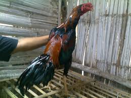 15 Cara Merawat Ayam Aduan Muda - ArenaHewan.com