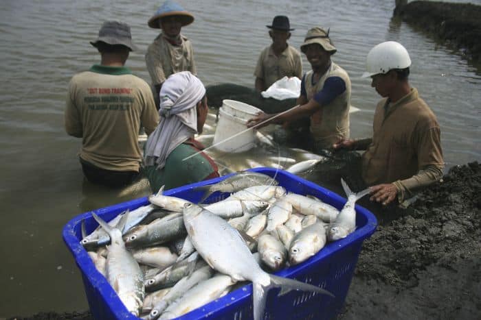 13 Cara Budidaya Ikan Bandeng Di Kolam Terpal - ArenaHewan.com