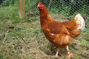 4 Cara Memelihara Ayam  Petelur  di Rumah ArenaHewan com