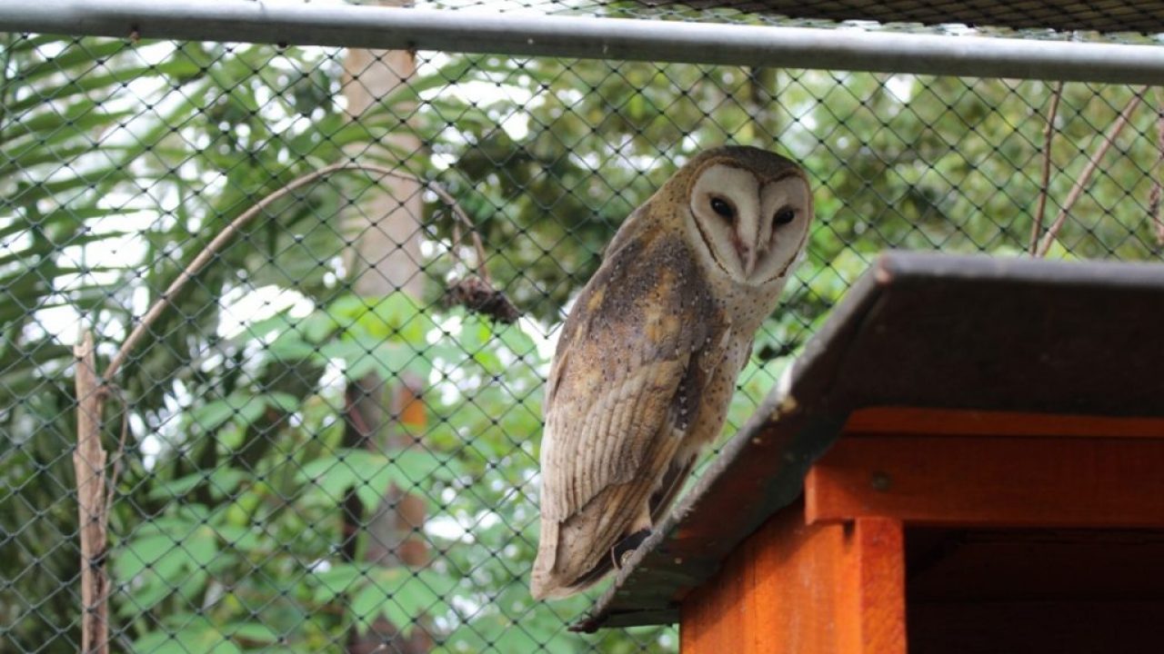 7400 Gambar Burung Hantu Barn Owl HD Terbaru