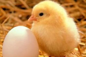 4 Cara  Memelihara  Ayam  Petelur di  Rumah  ArenaHewan com