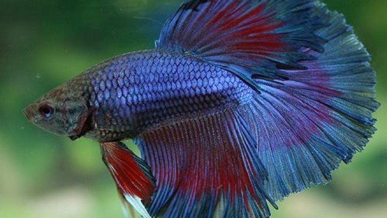 7 Jenis  Ikan  Cupang  Termahal  Cocok untuk Budidaya 