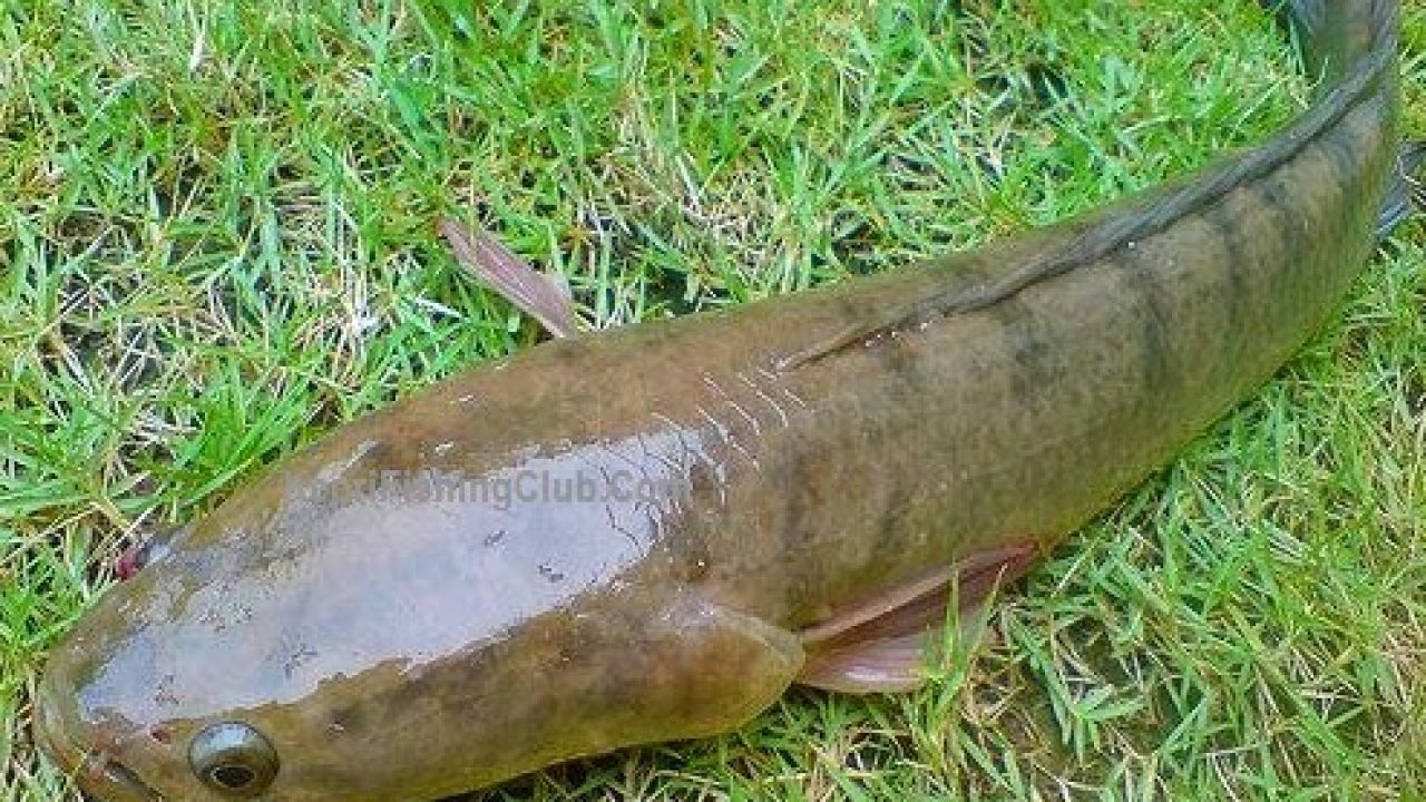 13 Cara Budidaya Ikan Papuyu di Kolam Terpal - ArenaHewan.com