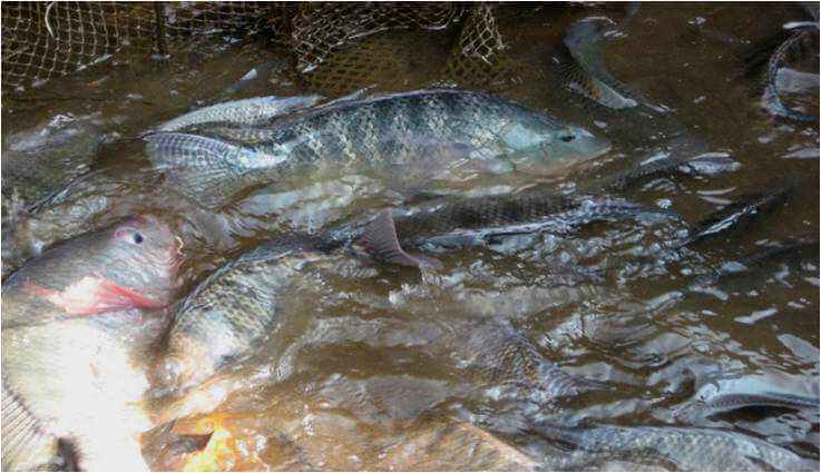 15 Cara Ternak Ikan Mujair Mudah Menguntungkan - ArenaHewan.com