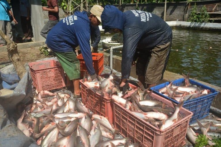Masa Panen Ikan Patin Kolam Terpal yang Benar - ArenaHewan.com