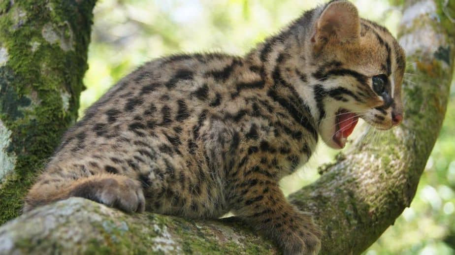 Daftar Harga Kucing Hutan Cara Merawatnya Republik Seo