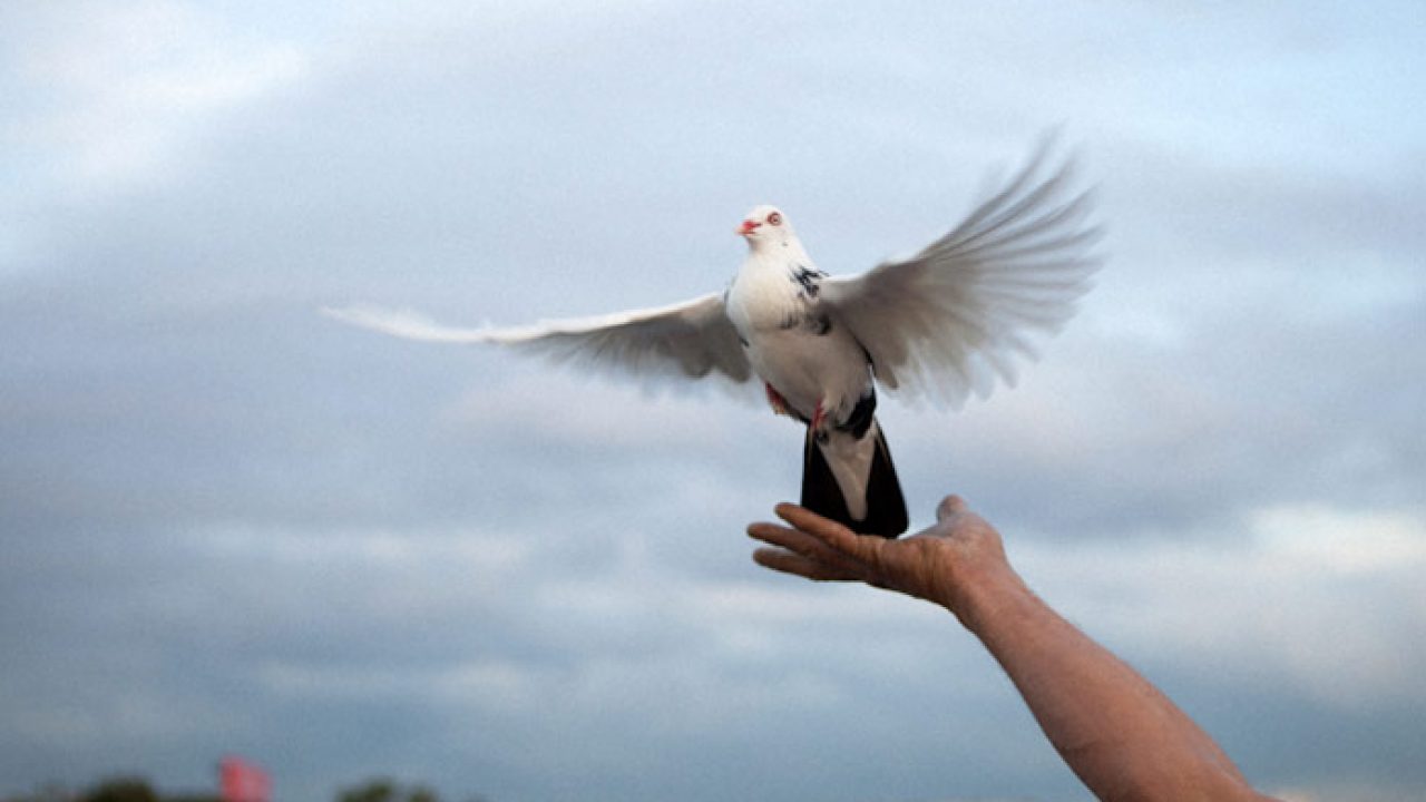 13 Cara Merawat Burung Dara Di Musim Hujan Arenahewan Com