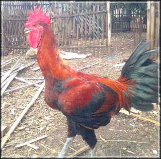 13 Cara  Merawat  Ayam  Pelung Agar Rajin Berkokok 