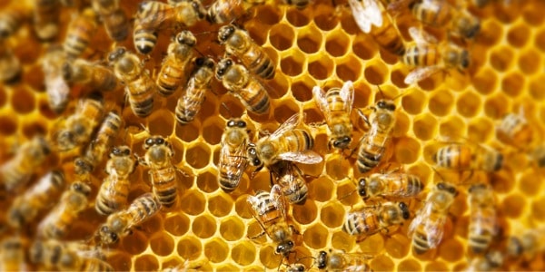 13 Cara Ternak Lebah Madu Bagi Pemula ArenaHewan com