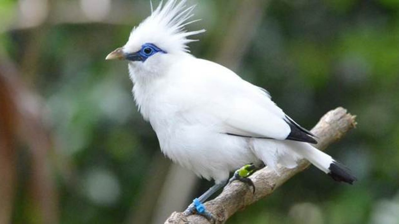 5700 Koleksi Gambar Burung Jalak Bali Dan Ciri Cirinya Terbaik Gambar Hewan