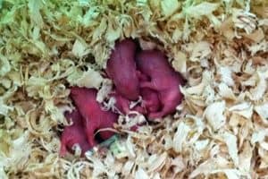 6 Cara Merawat Bayi Hamster Yang Baru Lahir Dengan Baik Arenahewan Com