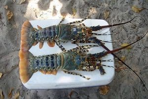 12 Cara Budidaya Lobster Air  Laut  Bagi Pemula ArenaHewan com