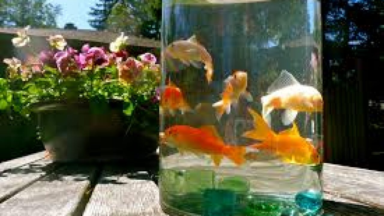 15 Cara Memelihara Ikan Hias Dalam Toples Dengan Benar Arenahewan Com
