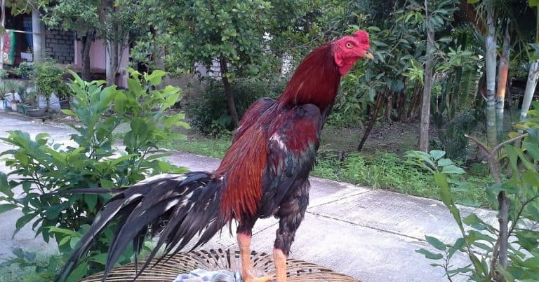 10 Cara Merawat Ayam  Bangkok Siap Adu  ArenaHewan com