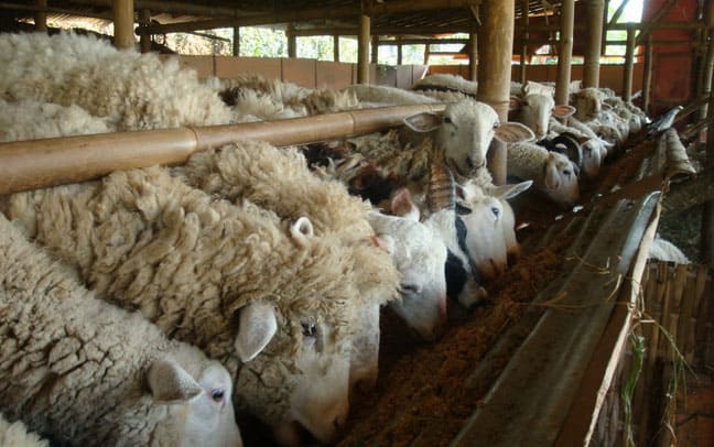 15 Cara Ternak Domba Dengan Pakan Fermentasi - ArenaHewan.com