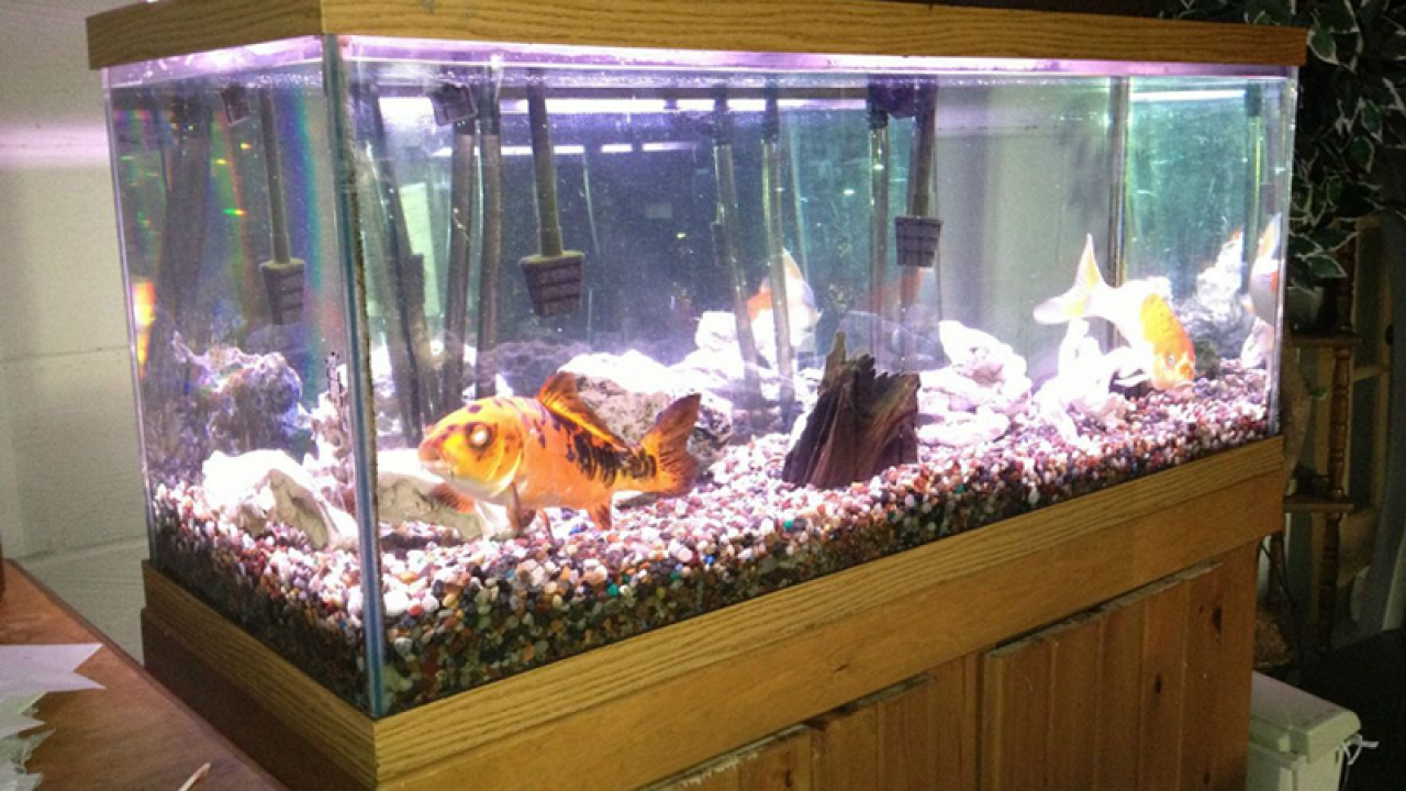 82 Desain Aquarium Ikan Mas Koki Terbaru