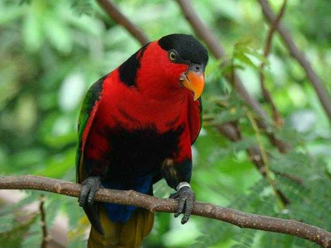 46+ Jenis burung nuri papua terbaru