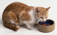 13 Tanda Kucing Depresi yang Wajib Diketahui - ArenaHewan.com