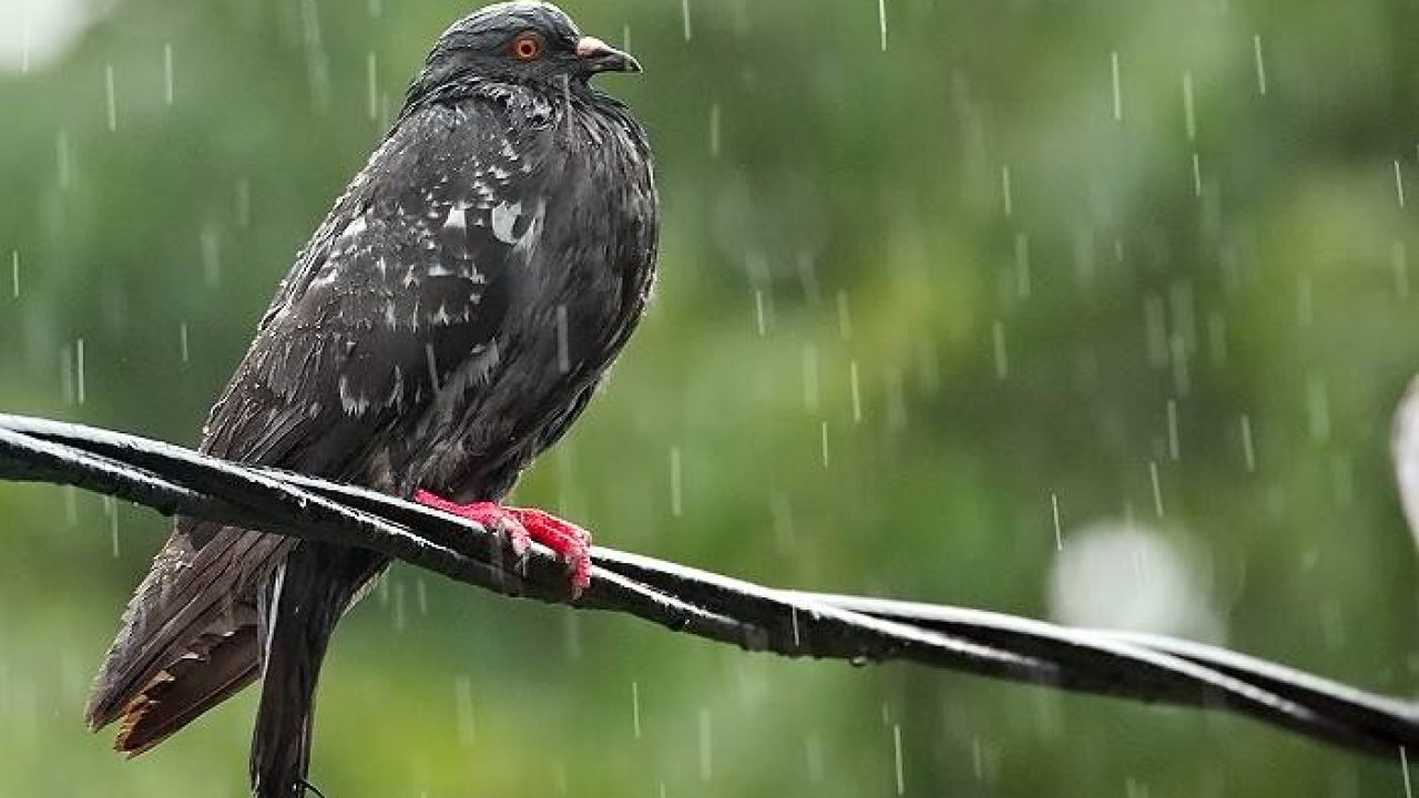 13 Cara Merawat Burung Dara Pada Musim Hujan Arenahewan Com