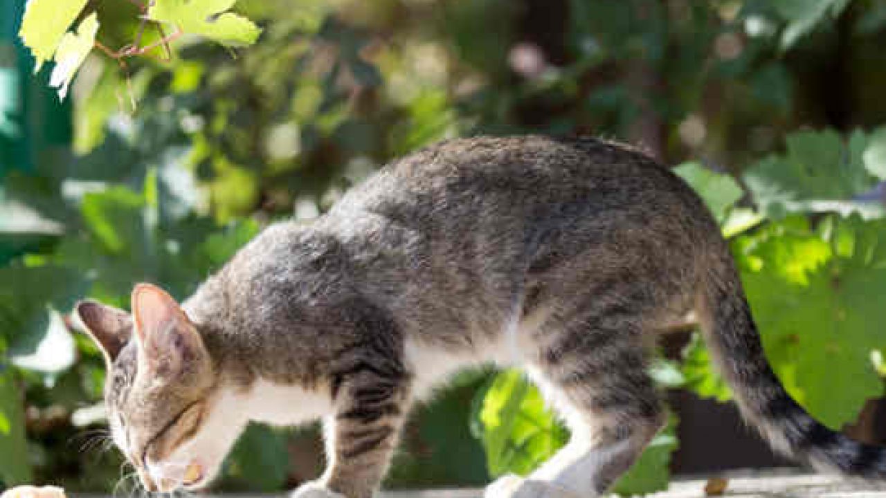 13 Cara Merawat Kucing Muntah Cacing Agar Cepat Sembuh 