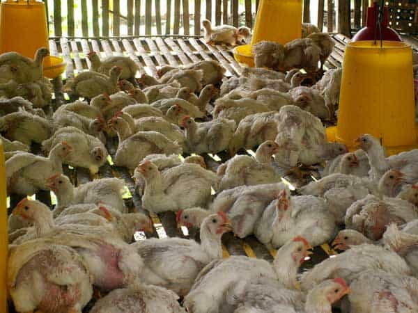 17 Cara  Ternak Ayam  Negeri Rumahan dengan Mudah 