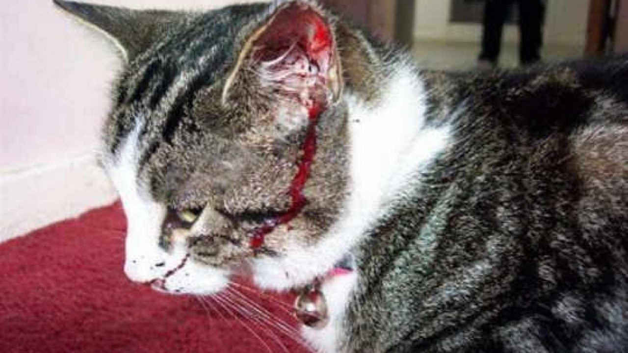 Cara Mengobati Kucing Yang Sakit Mata  Terkait Mata