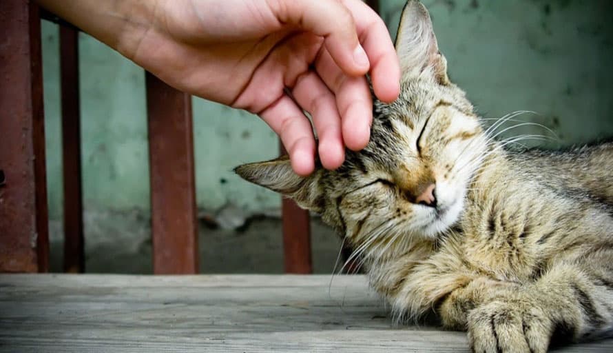 13 Cara Melatih Kucing Bersalaman dengan Mudah - ArenaHewan.com
