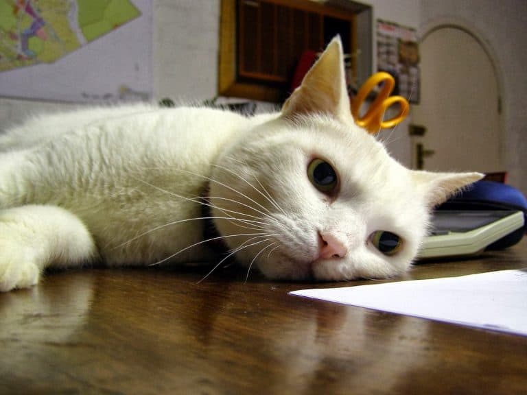 13 Cara Pengobatan Diare pada Kucing Persia Paling Lengkap - ArenaHewan.com