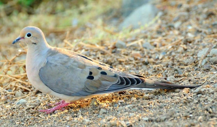 15 Cara Mengobati Batuk pada Burung Dara Beserta Uraiannya 