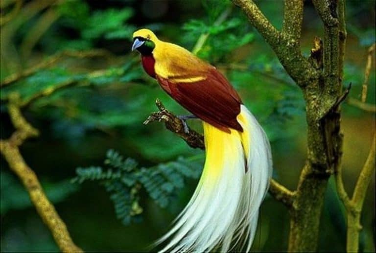 10 Cara Melestarikan Burung  Cendrawasih  ArenaHewan com
