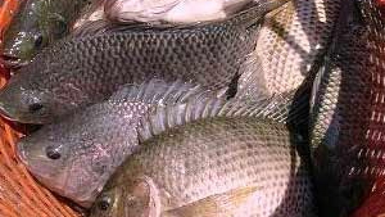 13 Cara Ternak Ikan Nila Organik Paling Lengkap ArenaHewancom